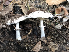 Lepiota naucina