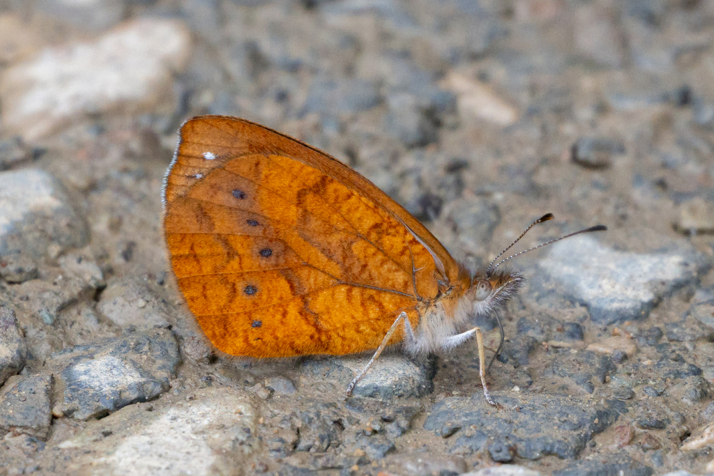 Lymanopoda araneola