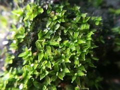 Calymperaceae