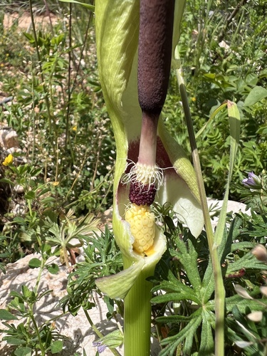 Arum orientale longispathum photographed in Bosnia and Herzegovina