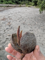 Pelliciera rhizophorae