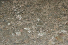 Eriogonum panamintense