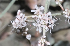 Eriogonum panamintense