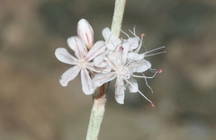 Eriogonum panamintense