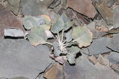 Eriogonum panamintense