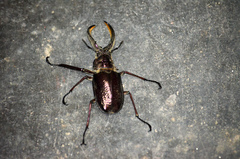 Sphaenognathus giganteus