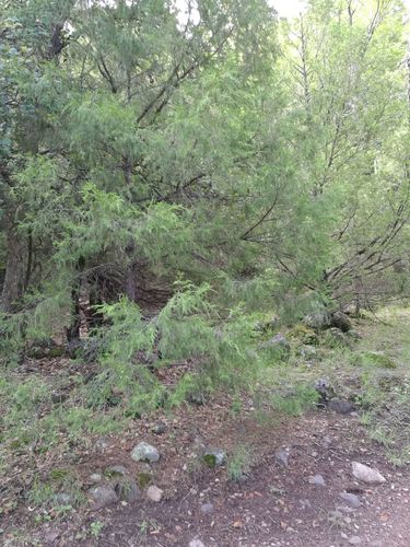 Mucronate Juniper