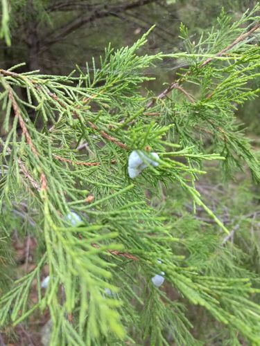 Mucronate Juniper