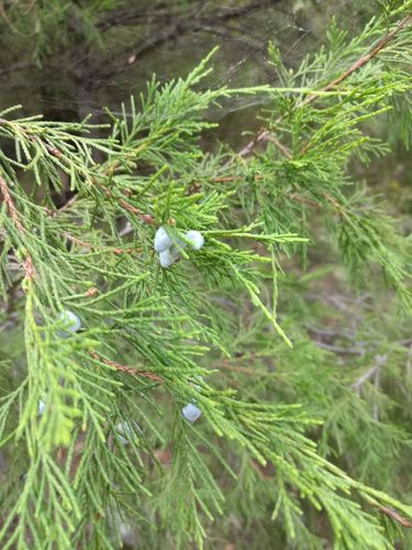 Mucronate Juniper