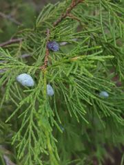 Juniperus mucronata