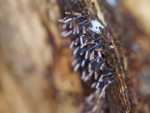 Stemonitopsis typhina