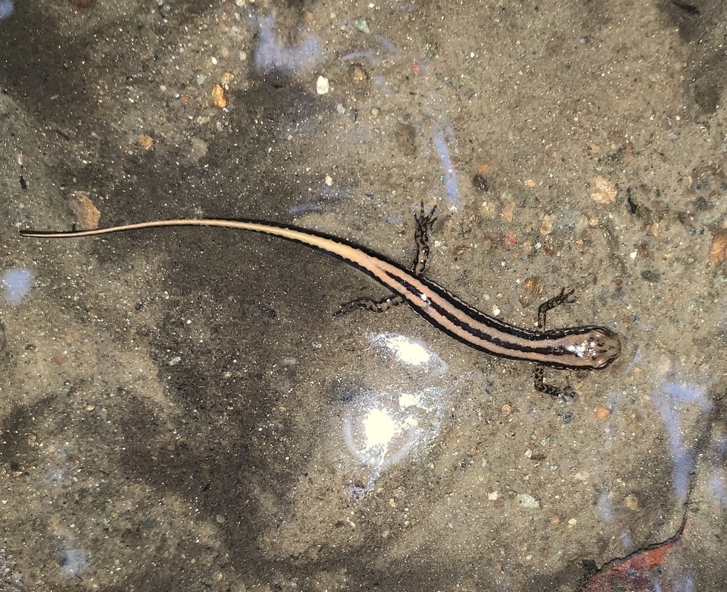 Three Lined Salamander Salamanders Of Blount County Tennessee