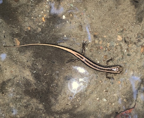 Three-lined Salamander