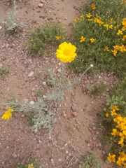 Baileya multiradiata