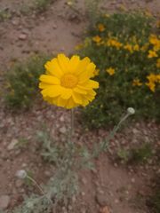 Baileya multiradiata