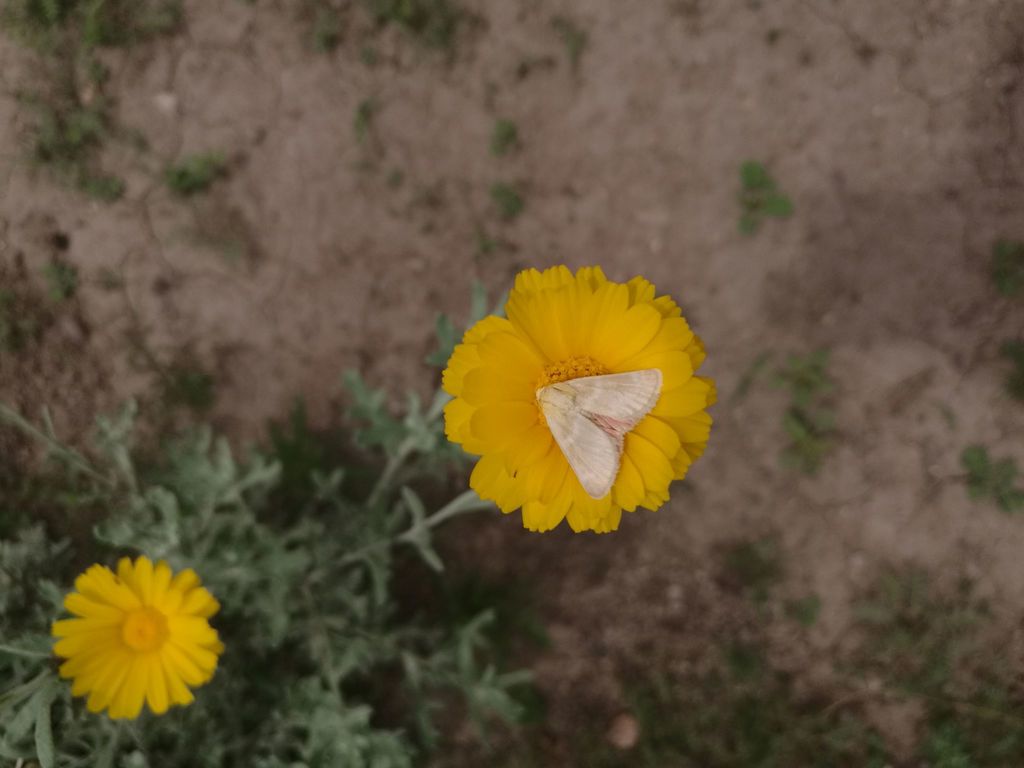 Desert Marigold Moth