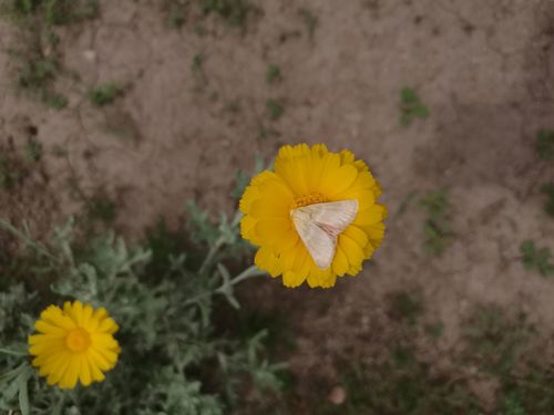 Desert Marigold Moth