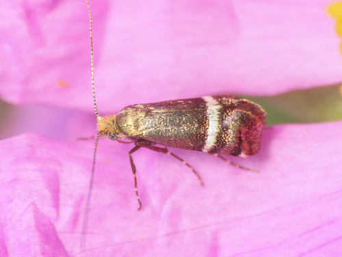 Adela paludicolella