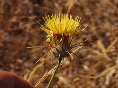 Centaurea ornata, photograph (c) Duarte Frade, some rights reserved (CC BY)