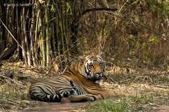 Panthera tigris tigris