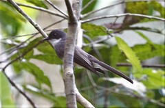 Rhipidura rufiventris isura