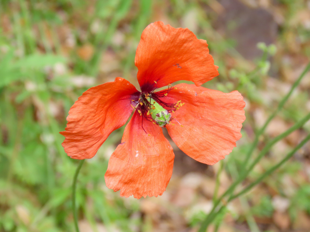 Mediterranean poppy (Papaver pinnatifidum)