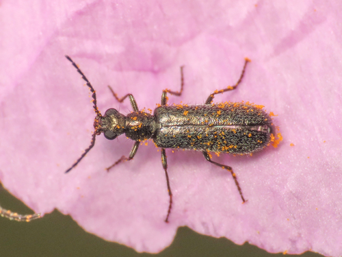 Dasytes aeneiventris
