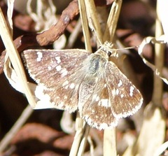 Muschampia proteides