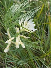 Astragalus pectinatus
