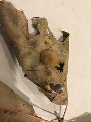 Callirhytis infuscata