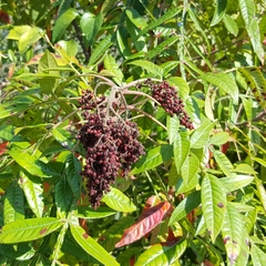 Rhus copallinum