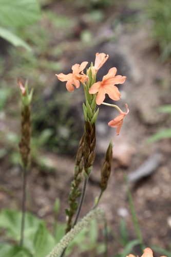 Velvet Crossandra (Crossandra puberula)