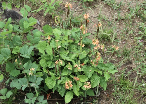 Crossandra puberula, photograph 2