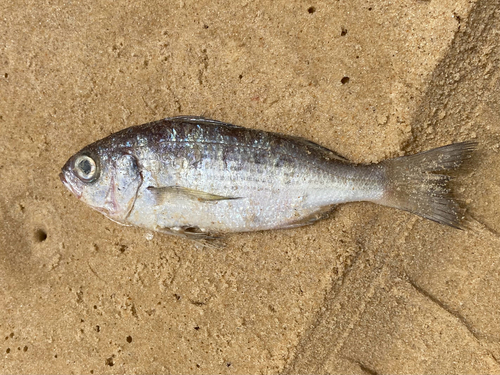 Bigeye grunt (Brachydeuterus auritus) — Haemulidae — 5