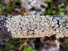 Parmeliopsis capitata