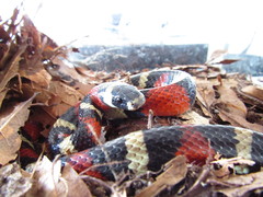 Lampropeltis polyzona