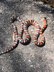 Lampropeltis pyromelana
