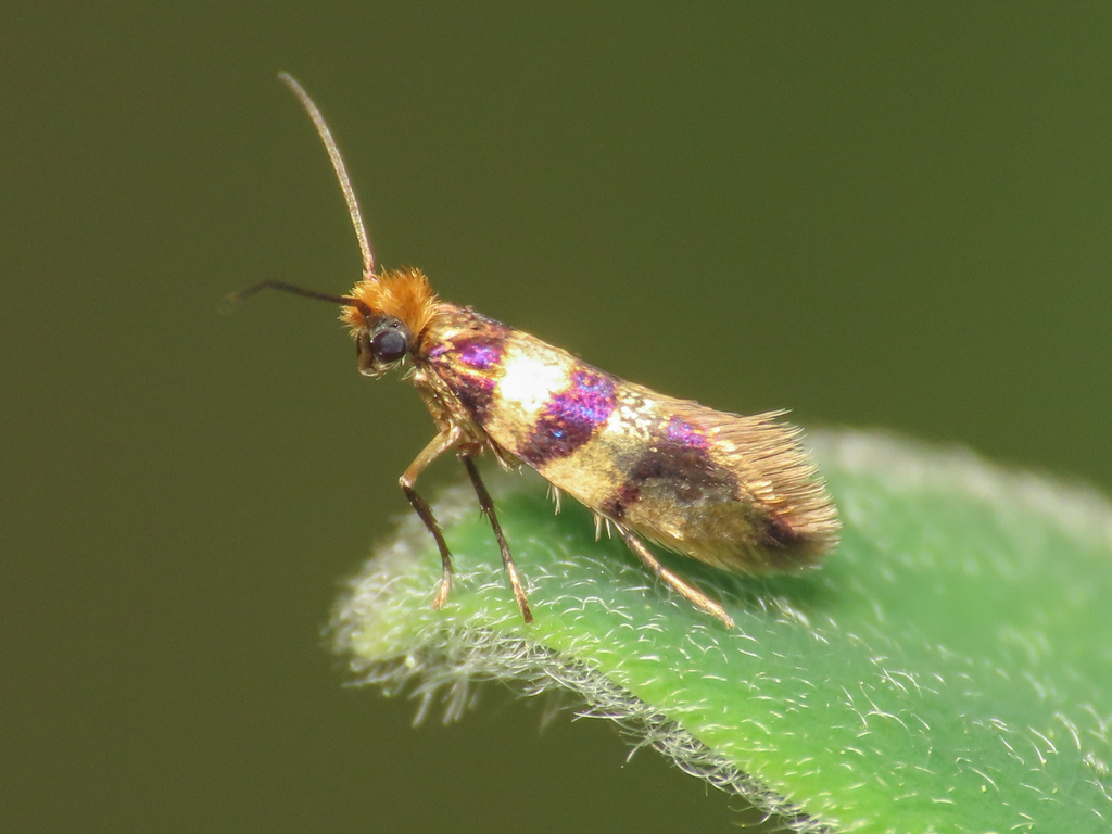 Micropterix completella