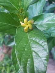 Mandevilla foliosa