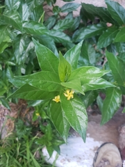 Mandevilla foliosa
