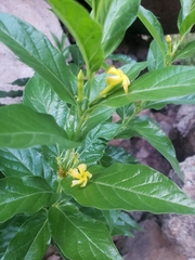 Mandevilla foliosa
