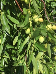 Magnoliopsida