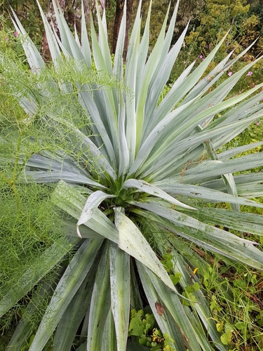 Image of Furcraea parmentieri by (c) Martín Sánchez Vilchis, some rights reserved (CC BY-SA)