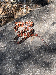 Lampropeltis pyromelana