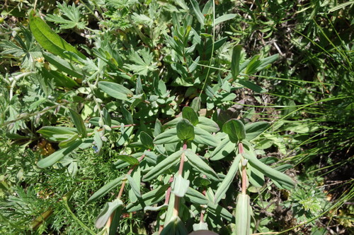 Hypericum elegans (Hypericum elegans)