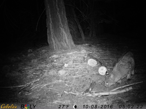 Bobcat photographed in Nevada