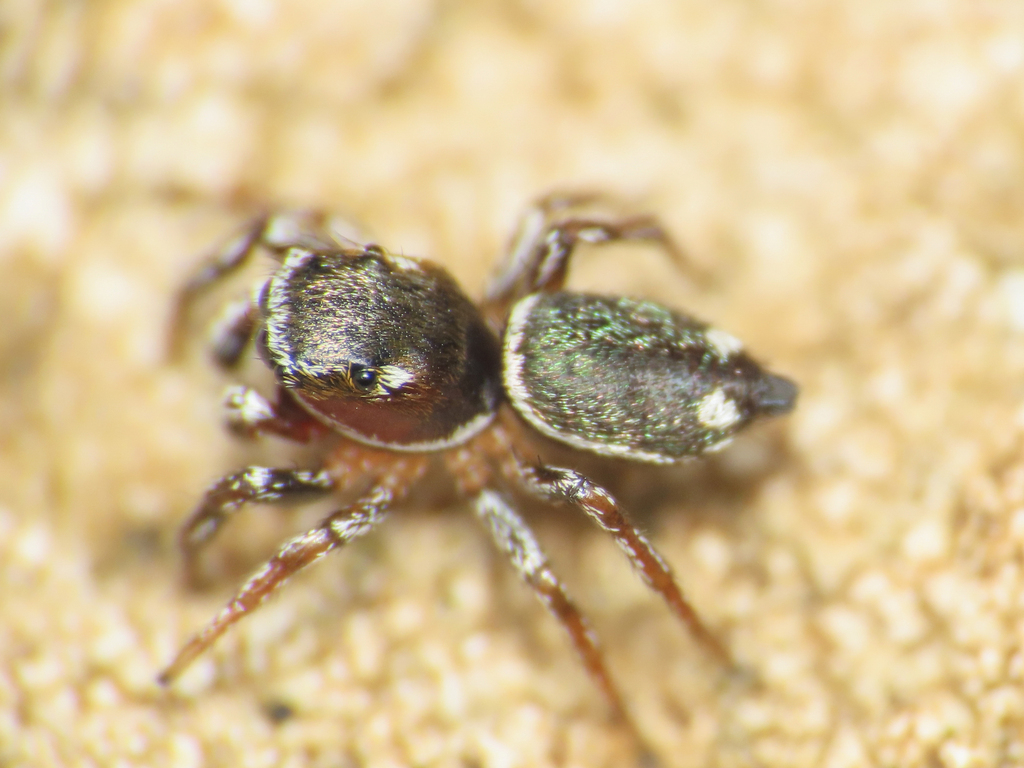 Heliophanus rufithorax
