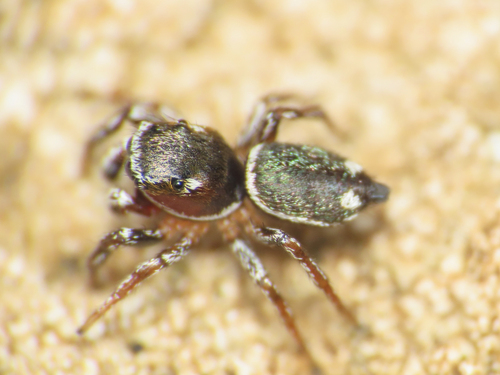Heliophanus rufithorax