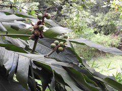 Alpinia hainanensis
