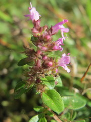 Thymus serpyllum